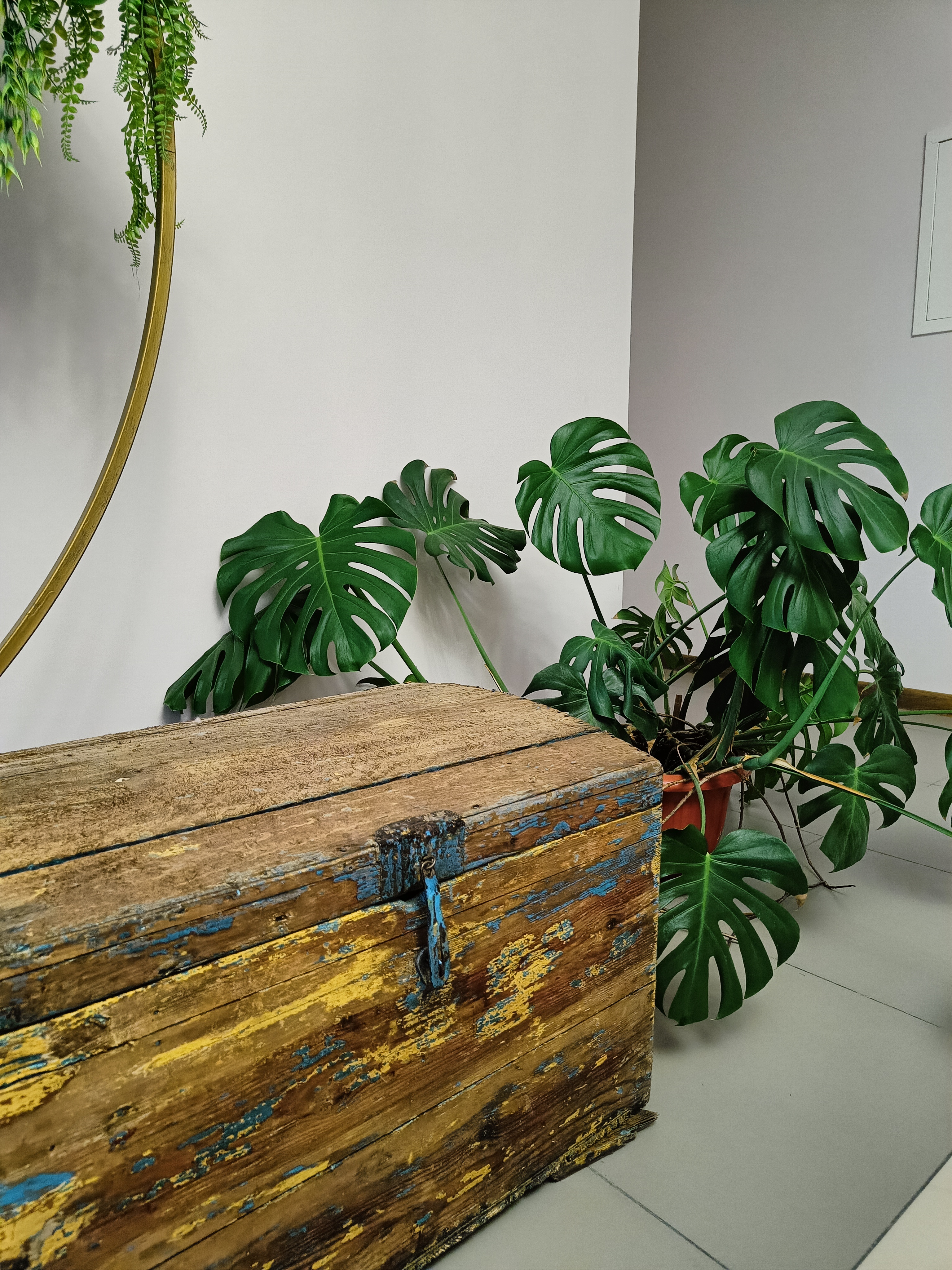 Фото Астерия