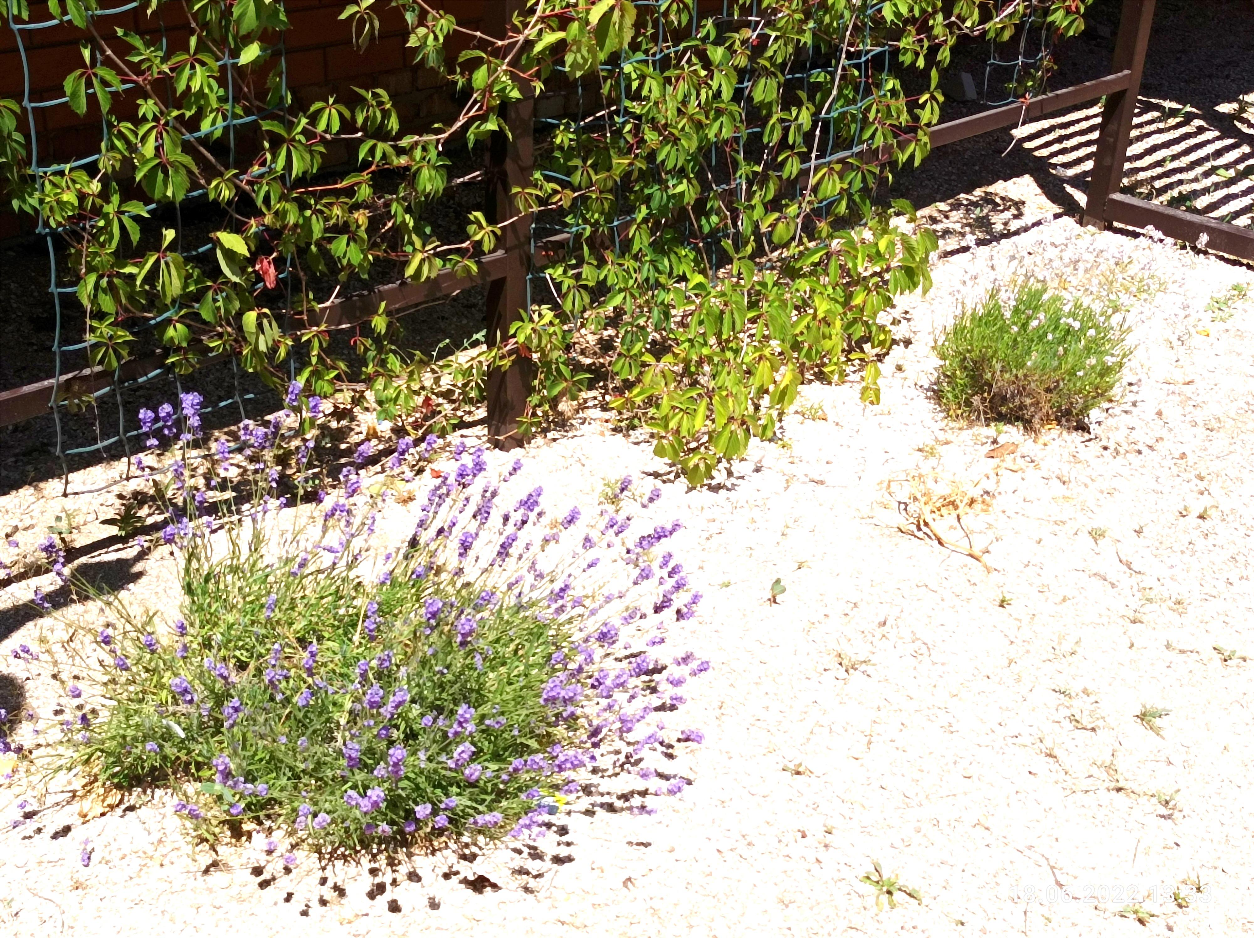 Фото Ковчег