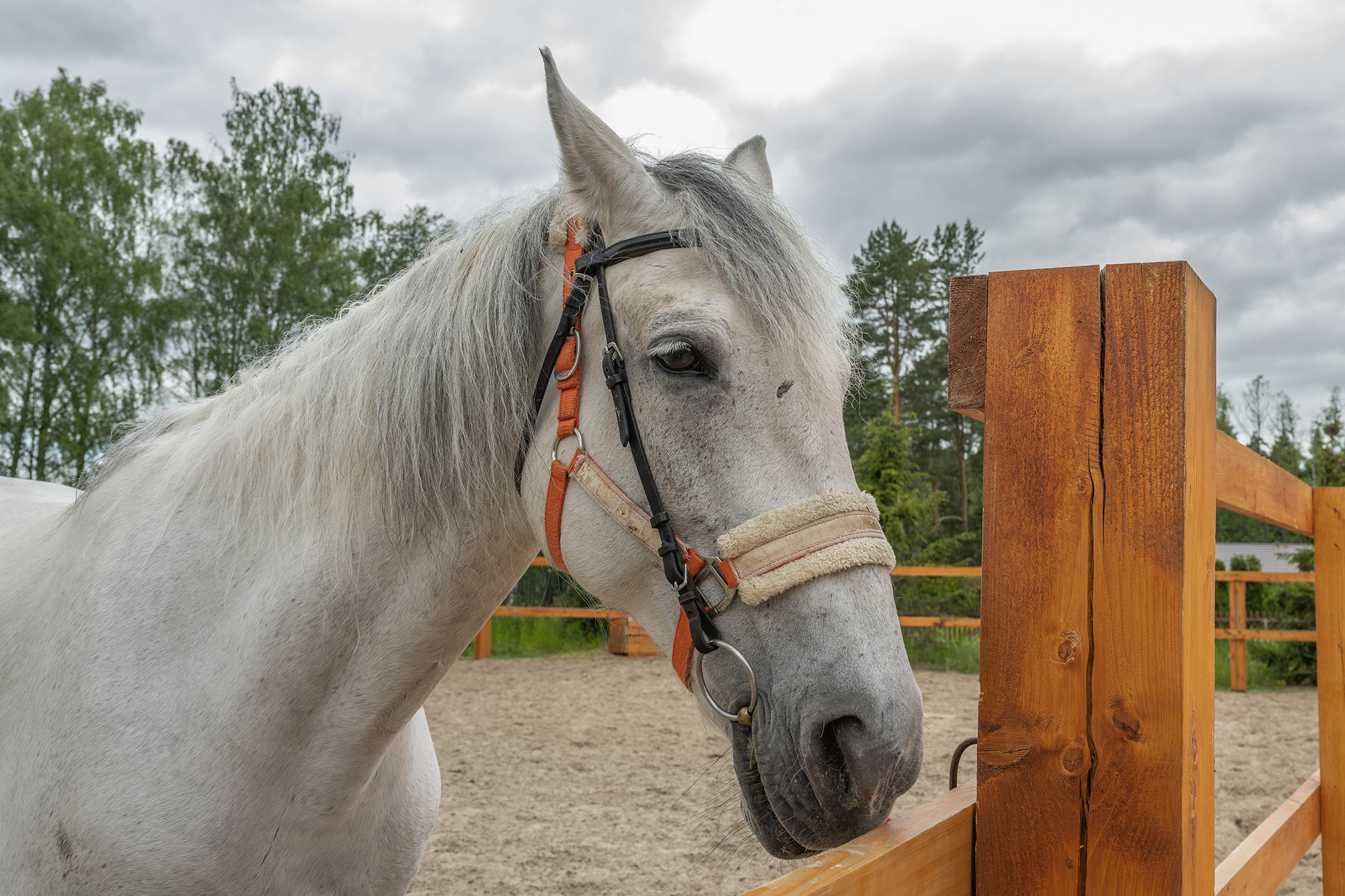 Фото Николо-поле