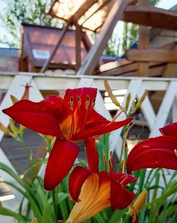 Фото Лазурное Яровое