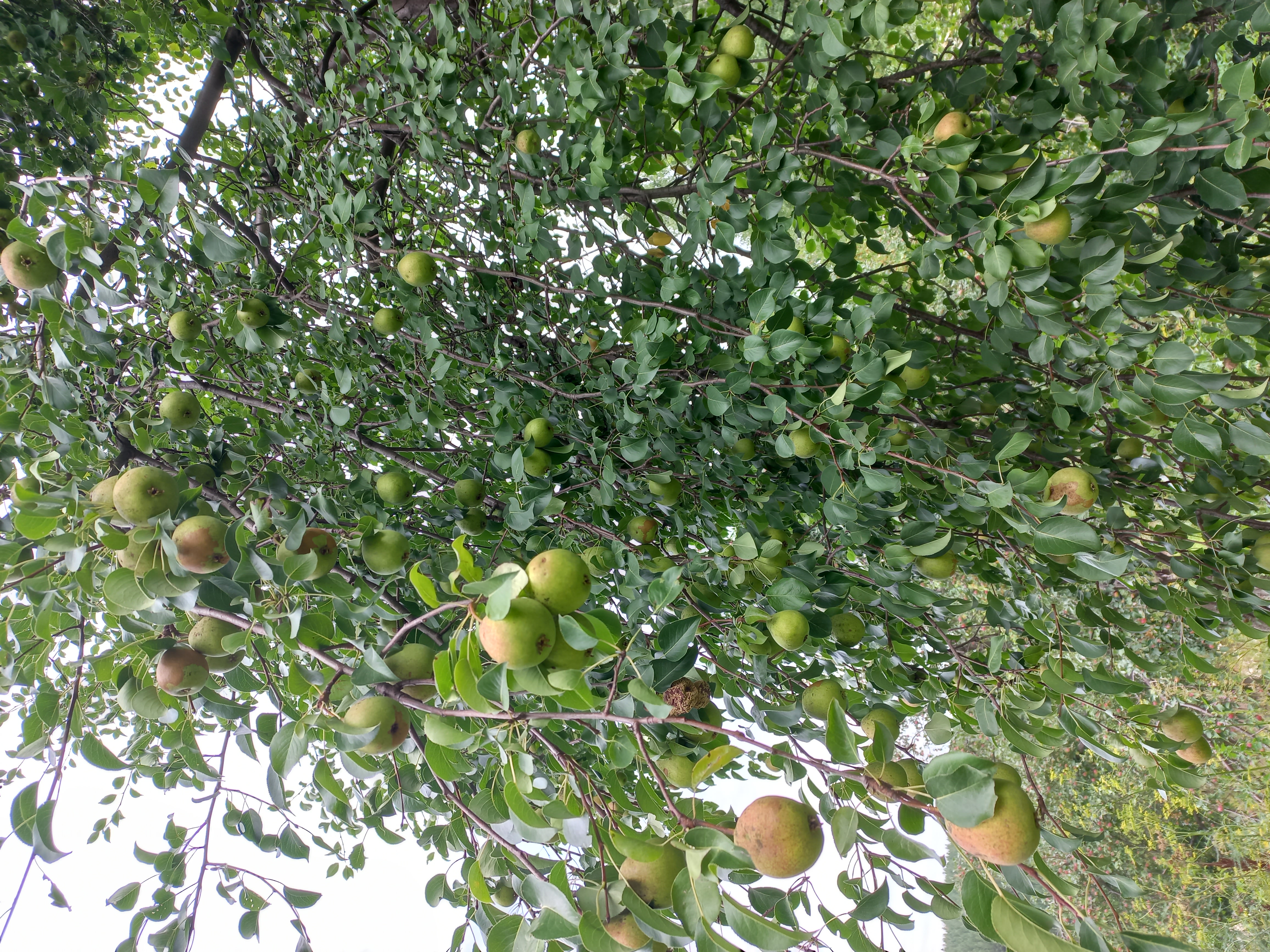 Фото Златогор