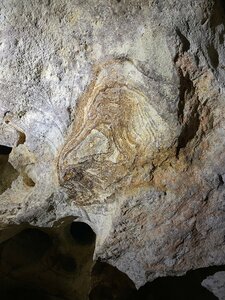 Tavrida Cave (Autonomous Republic of Crimea, Bilohirskyi raion, Zuiska selyshchna rada, peshchera Tavrida), museum