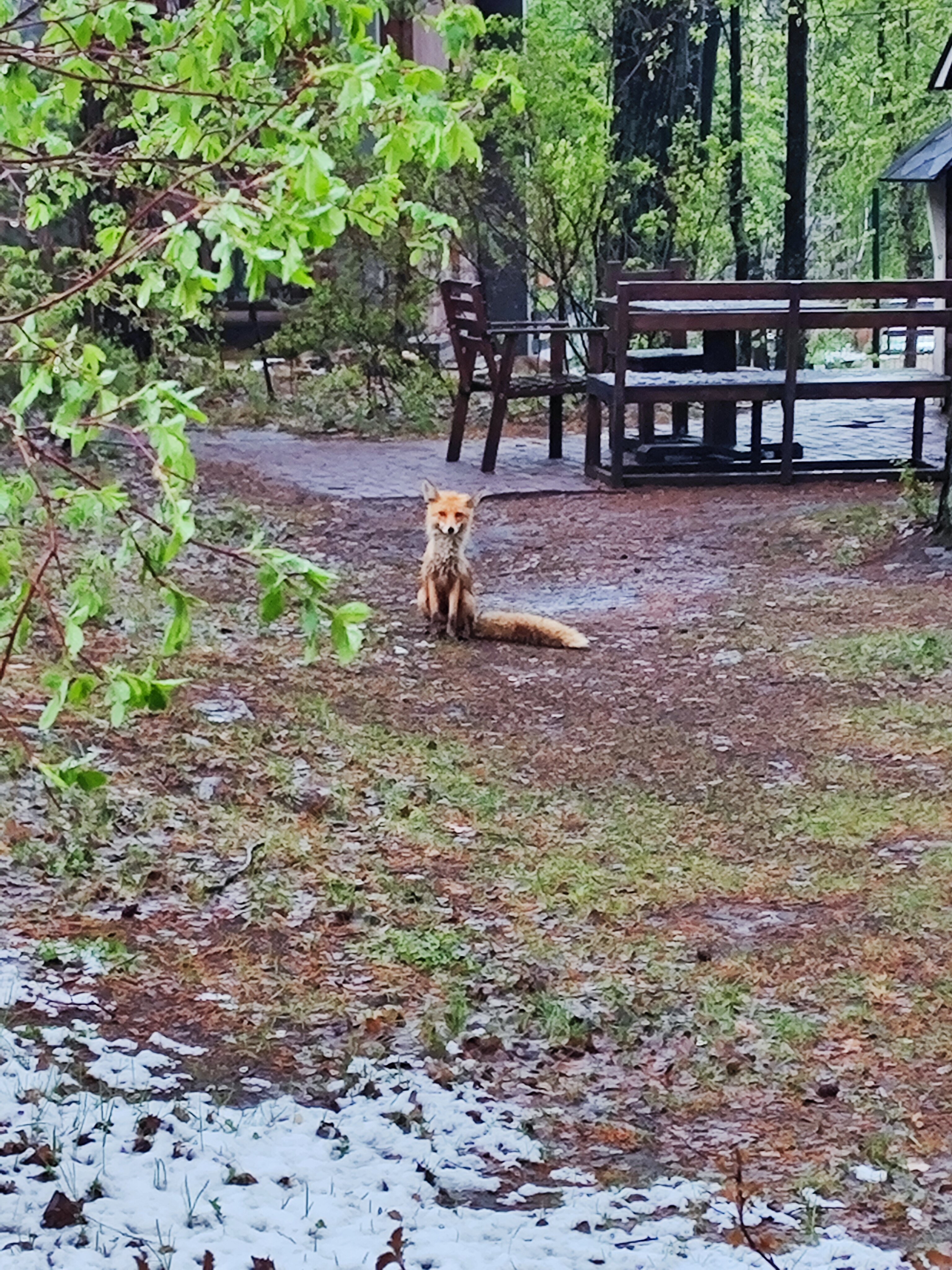 Фото Парк-отель Еловое