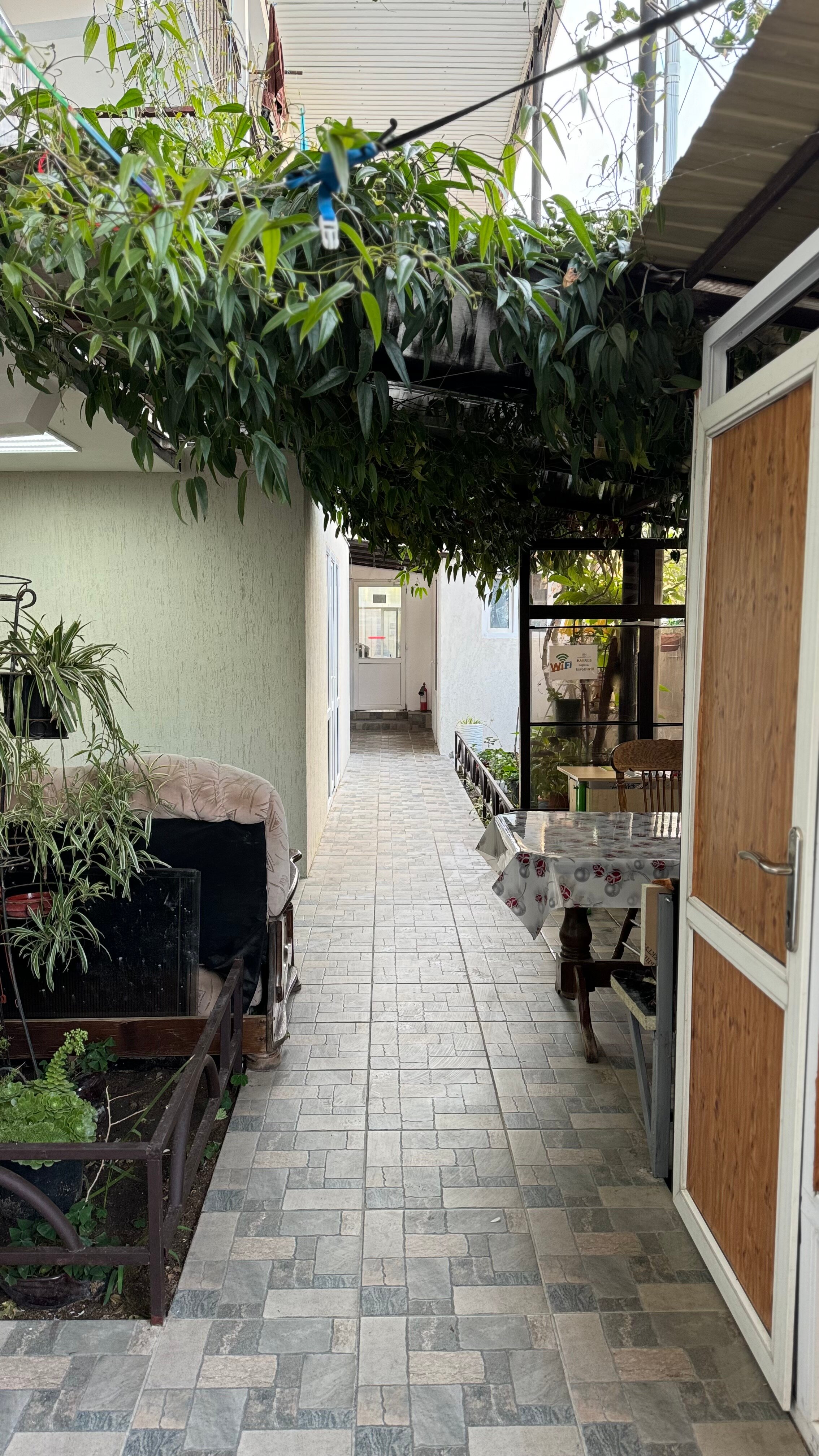 Фото Кипарис