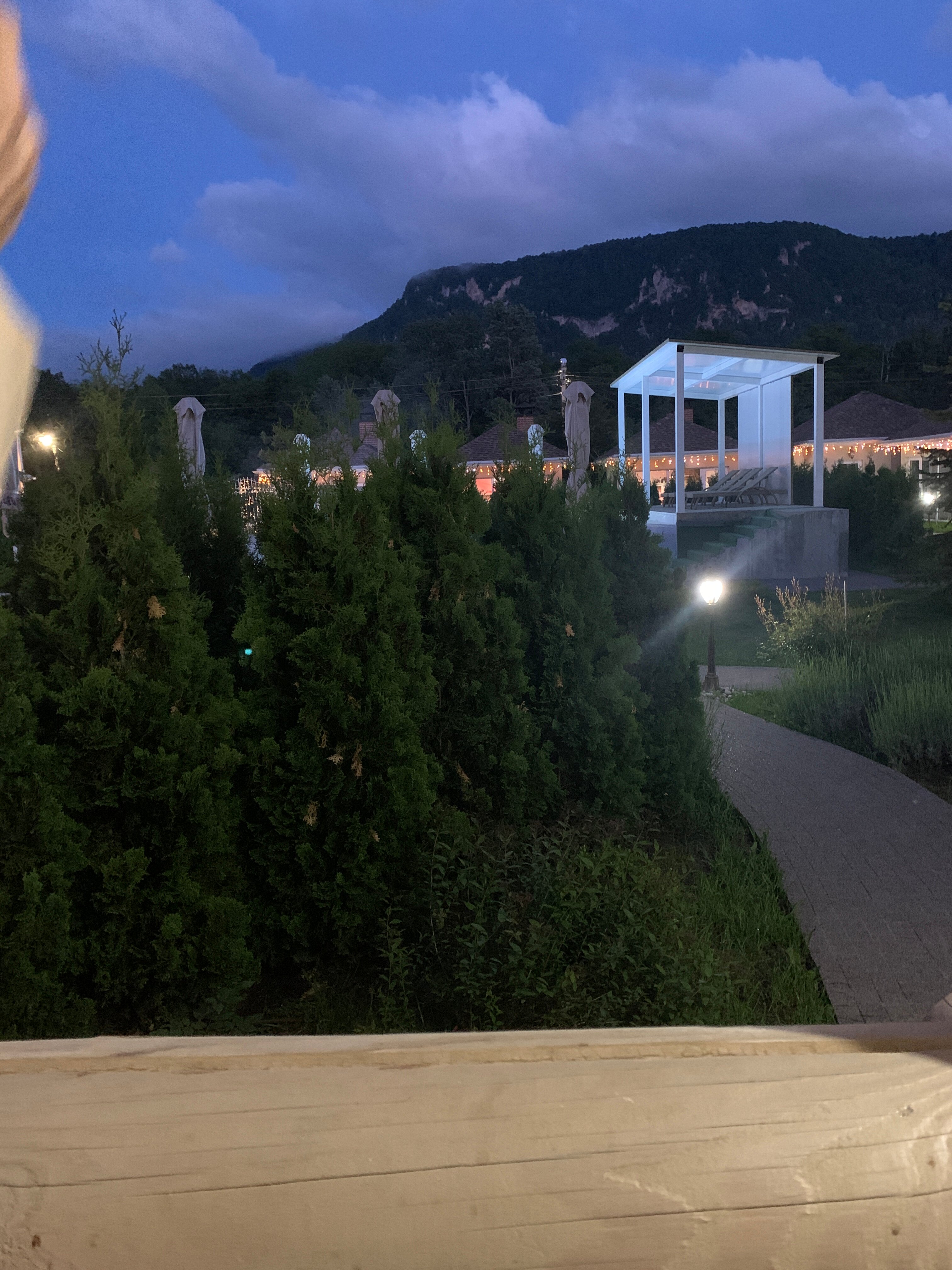 Фото Лаванда