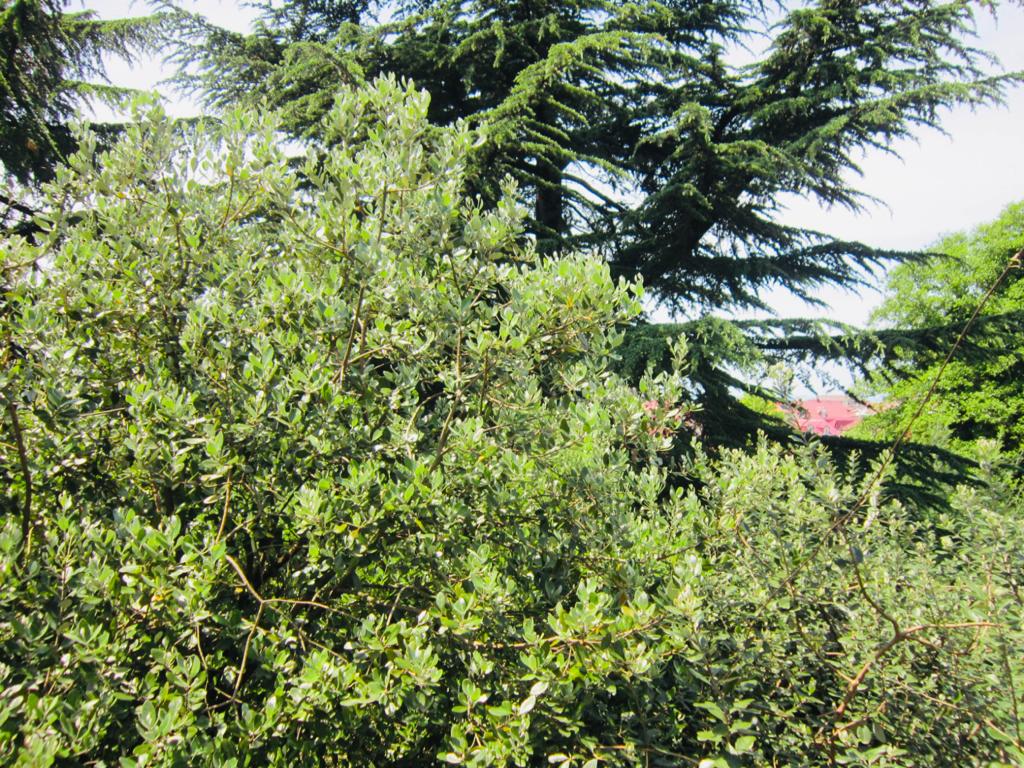 Фото Виолетта