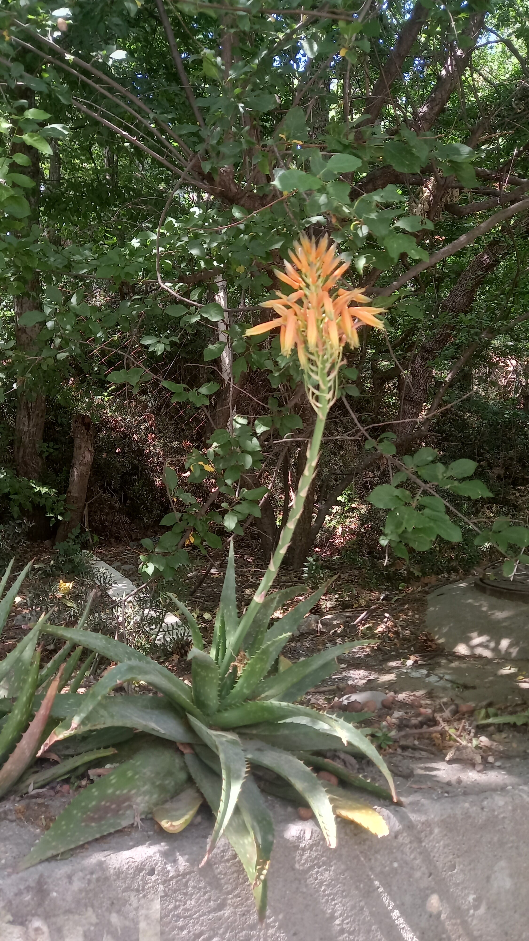 Фото Travel wake