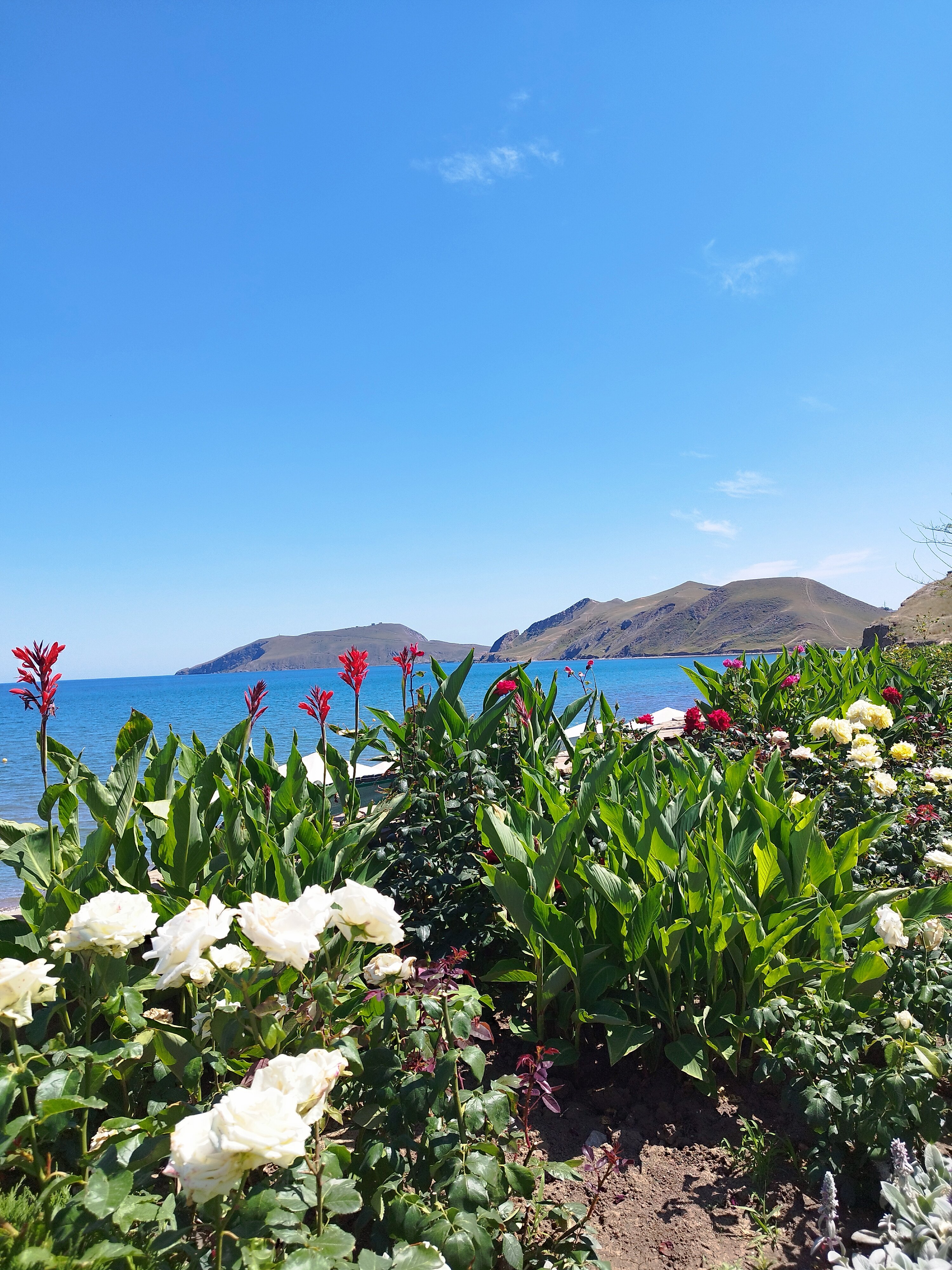 Фото Эллинг у Зои