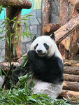 Fauna of China (Bolshaya Gruzinskaya Street, 1с106), animal cage