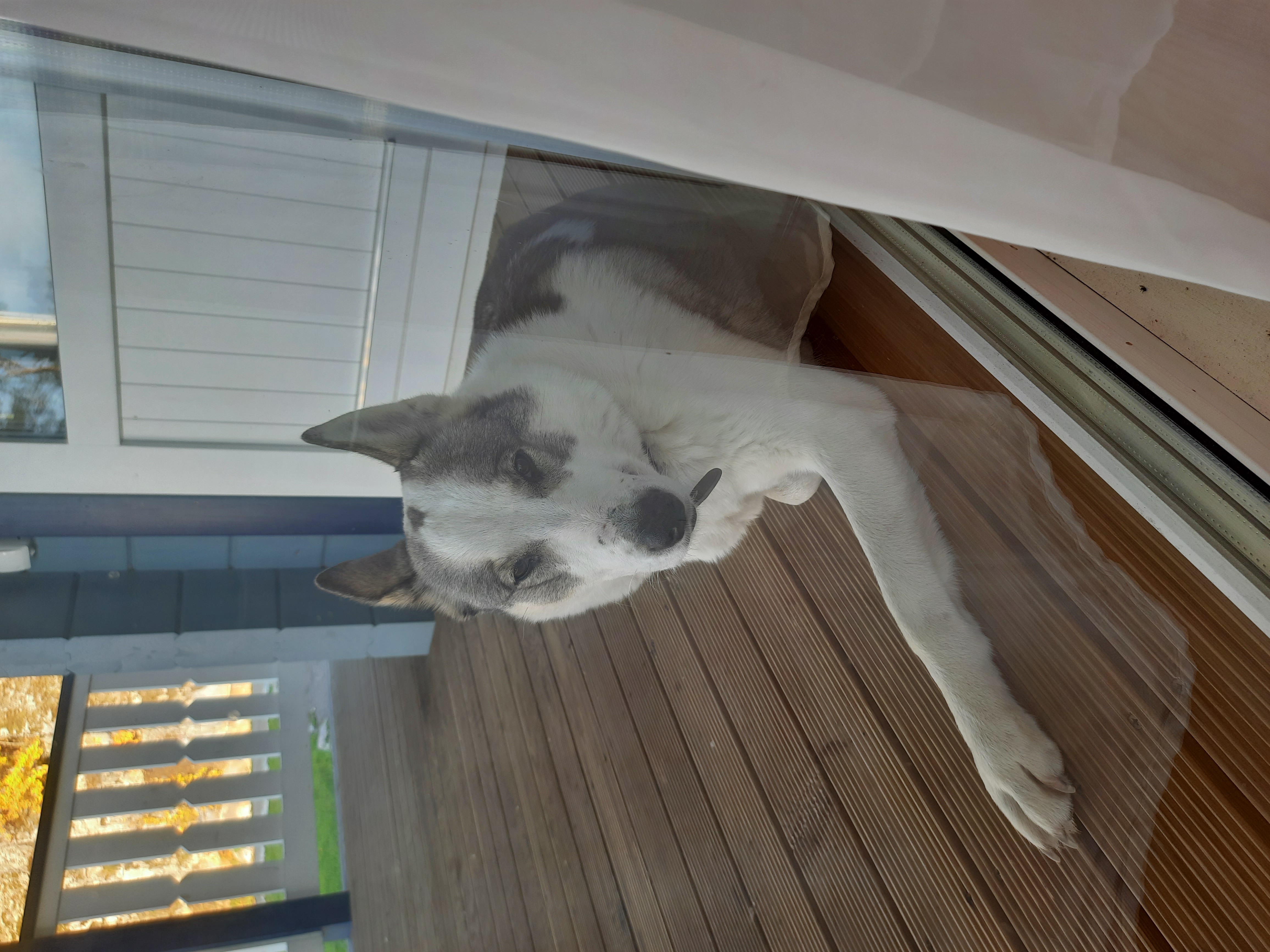 Фото Липпола