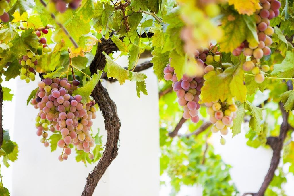 Фото Klein Nektar Manor