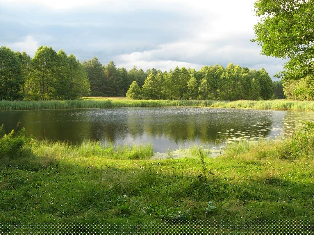 Фото Агроусадьба Лесной Эдем