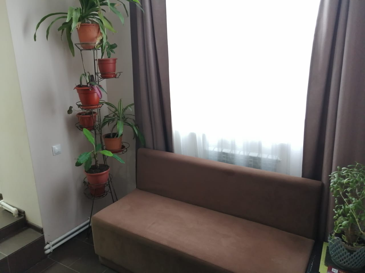 Фото Базилик