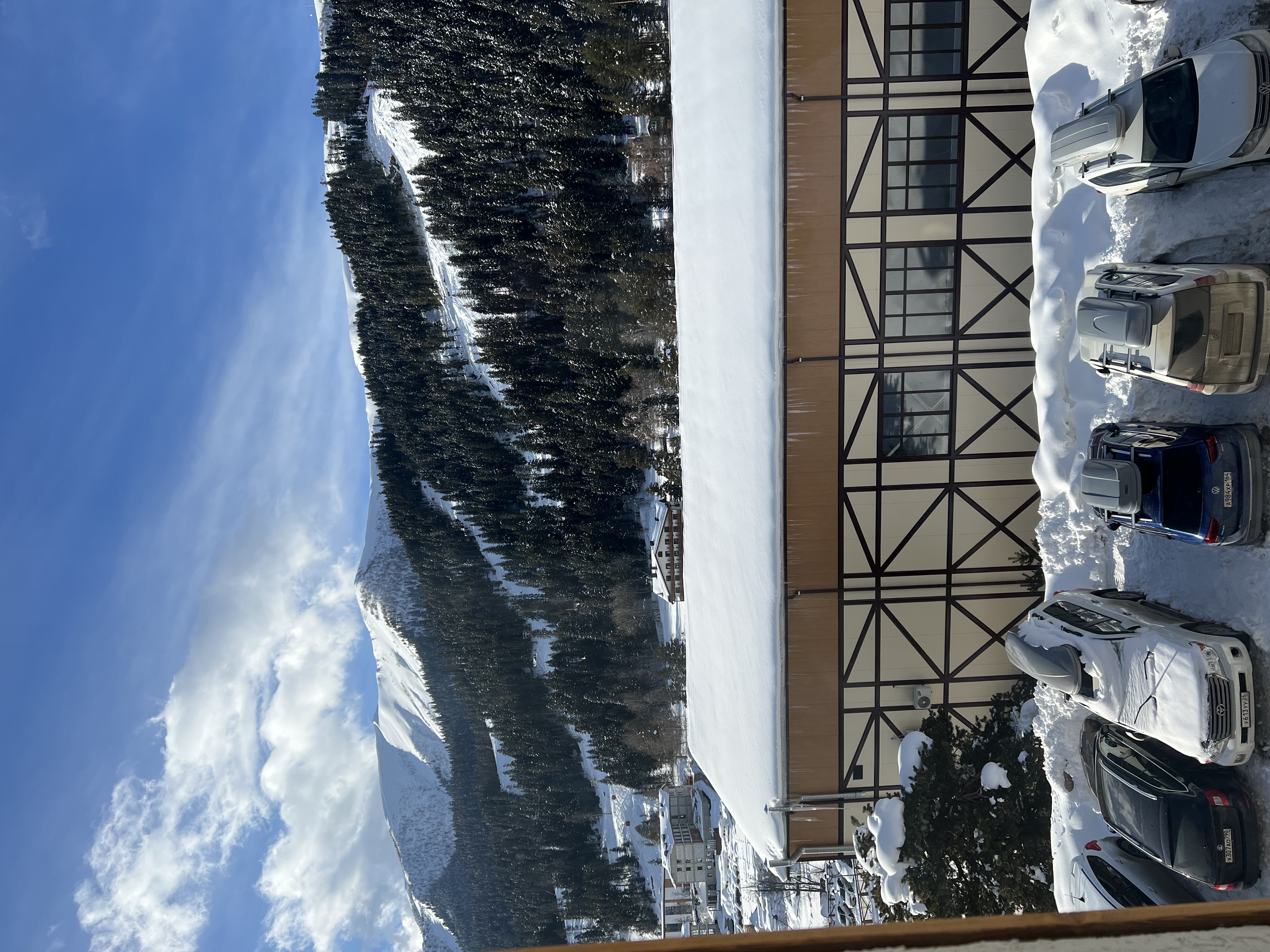 Фото Гризли