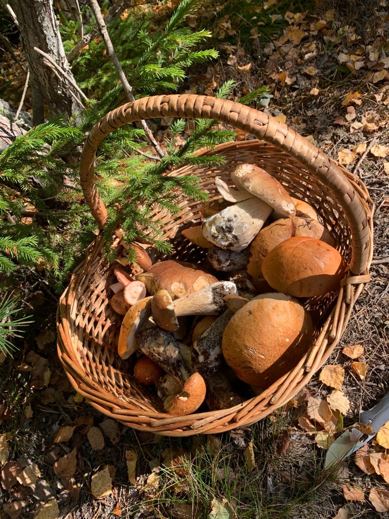 Фото Вилайоки АГРО