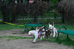 Dog park (Moscow, Trubetskoys' Estate in Khamovniki Children Park), dog park