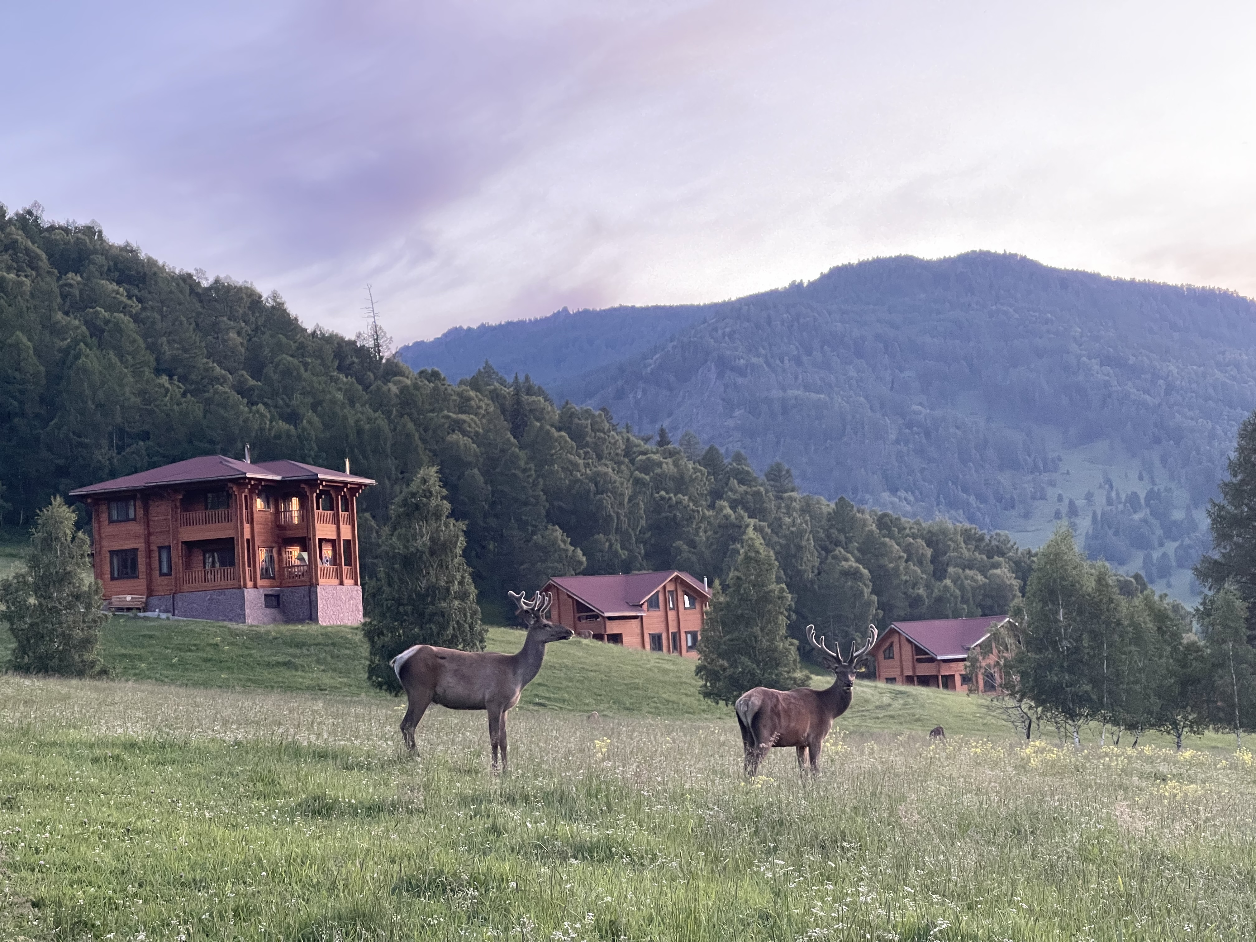 Фото Шебалинский питомник Королевский марал