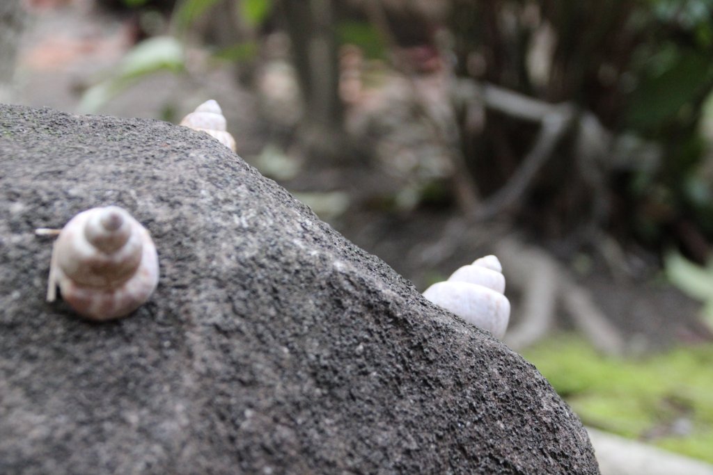 Фото Haruya Naramachi