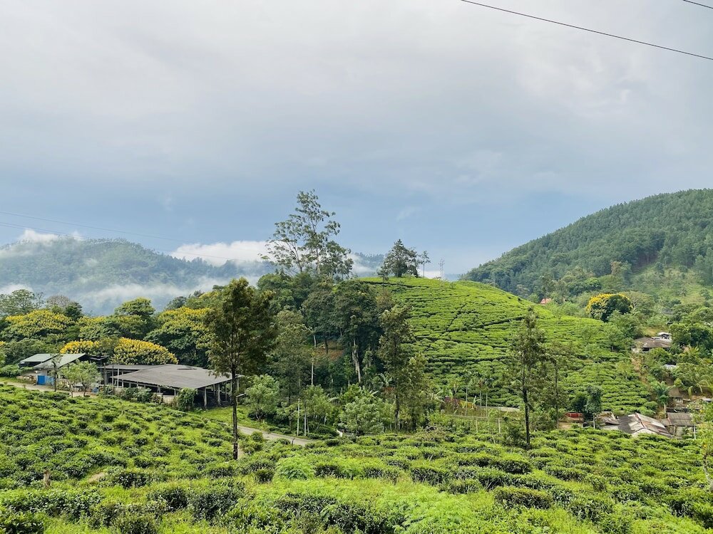 Фото Misty Elegance Ella