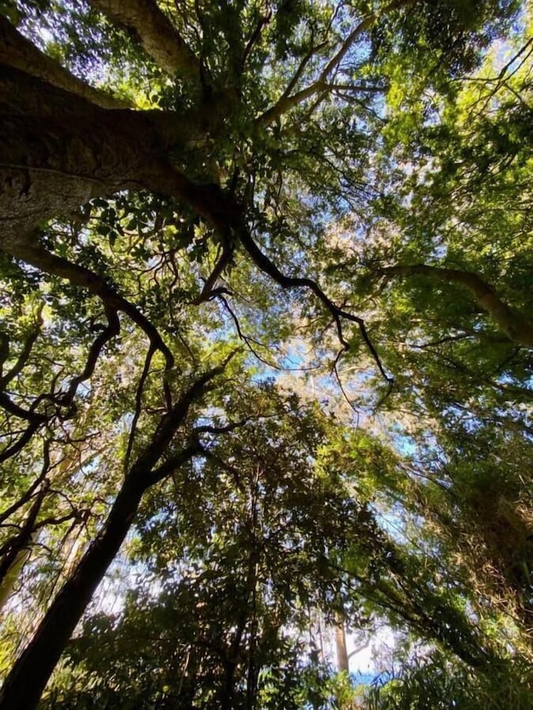 Фото Cipres Ecolodge & SPA