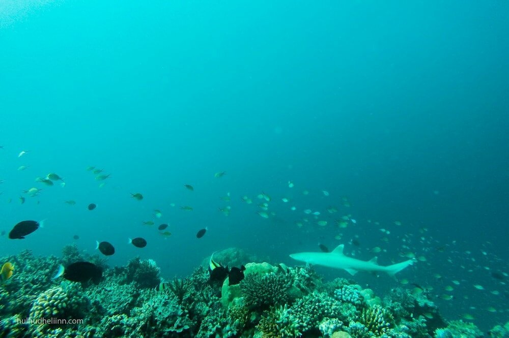 Фото Hulhudheli Inn