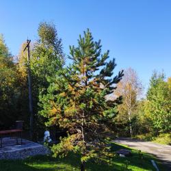 Фото Лесная застава