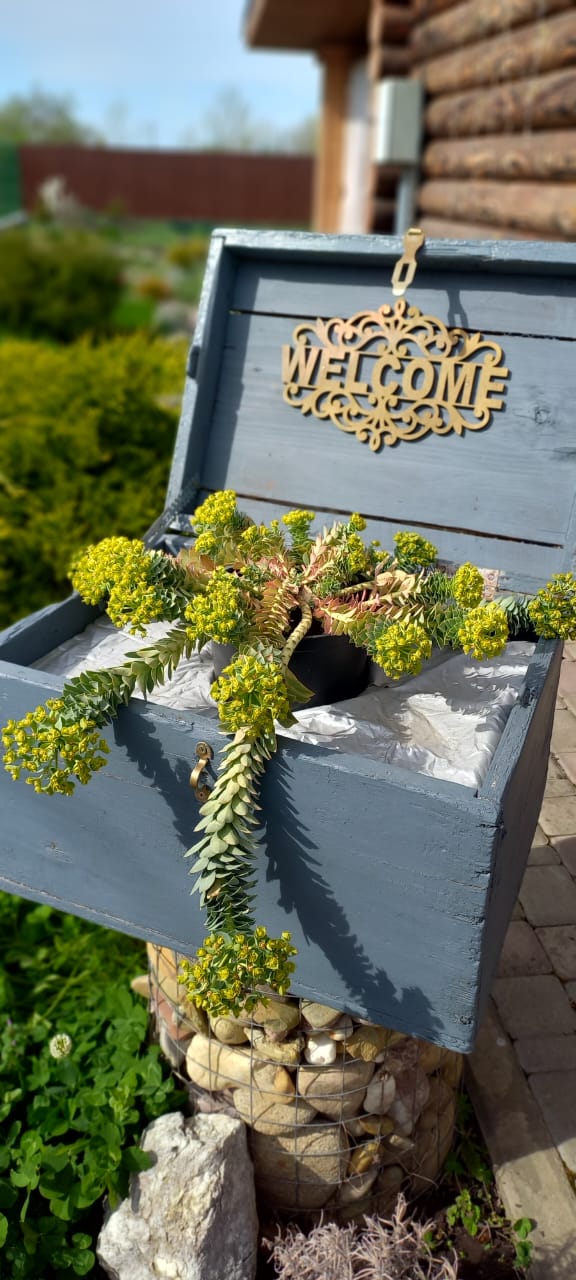 Фото Золотой дуб