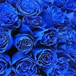 Flowers R Us Trading (24, Russia-V Street, Russia Cluster, Dubai International City, Mushraif, Dubai), flower shop