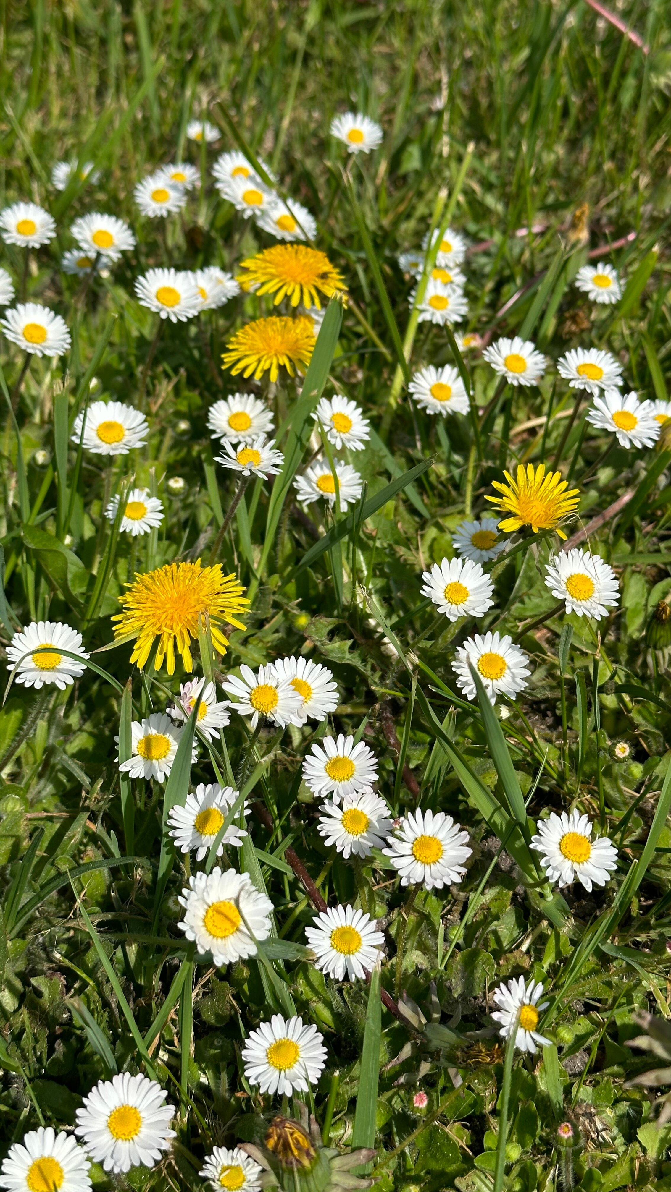 Фото Липовый Парк