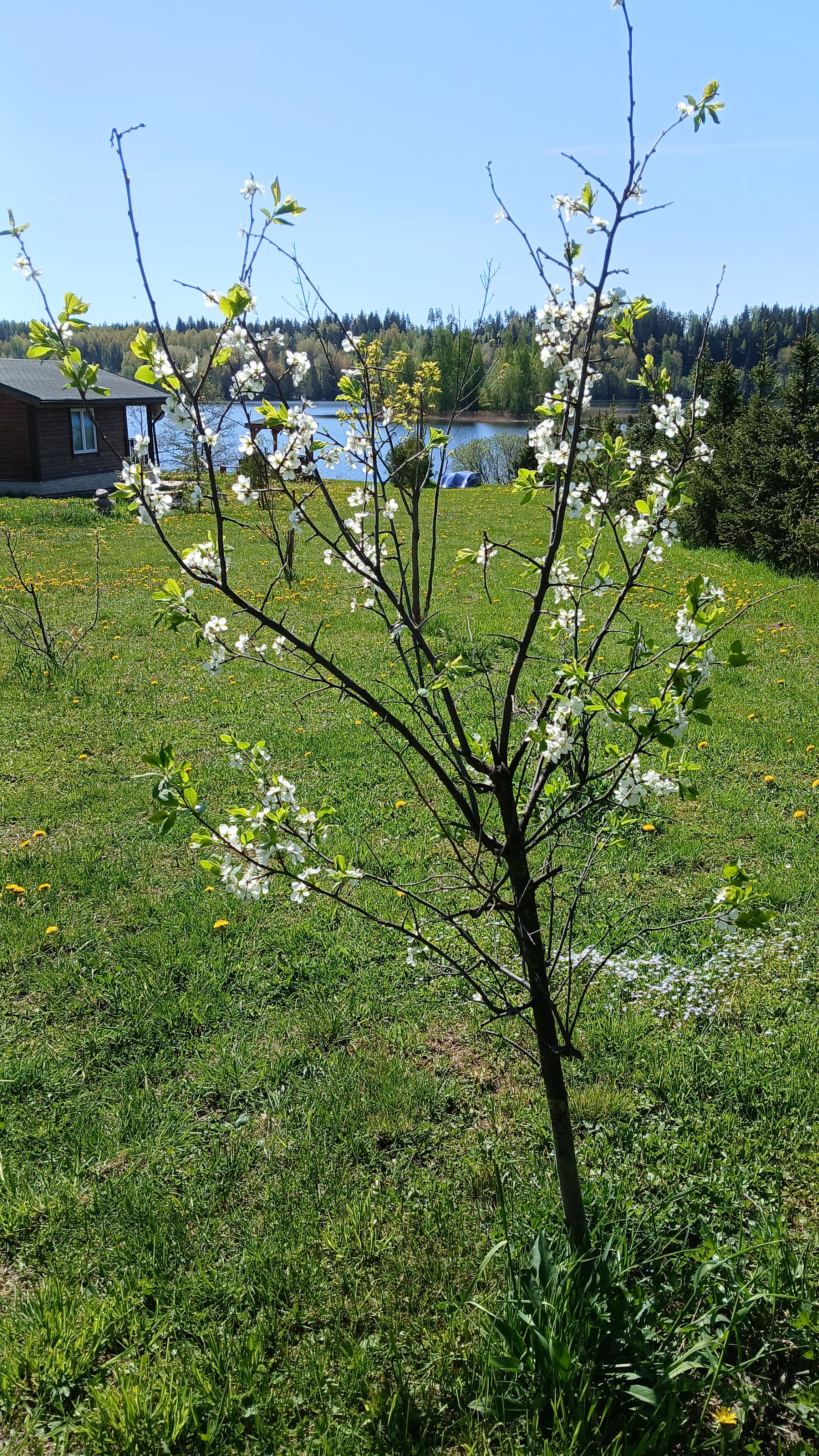 Фото Семейный дом