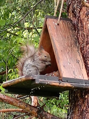 Внешний вид отеля Белкин дом в городском округе Белокурихе, фото 2