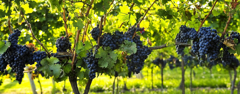 Plant protection products Basak Tarim, Nevsehir, photo