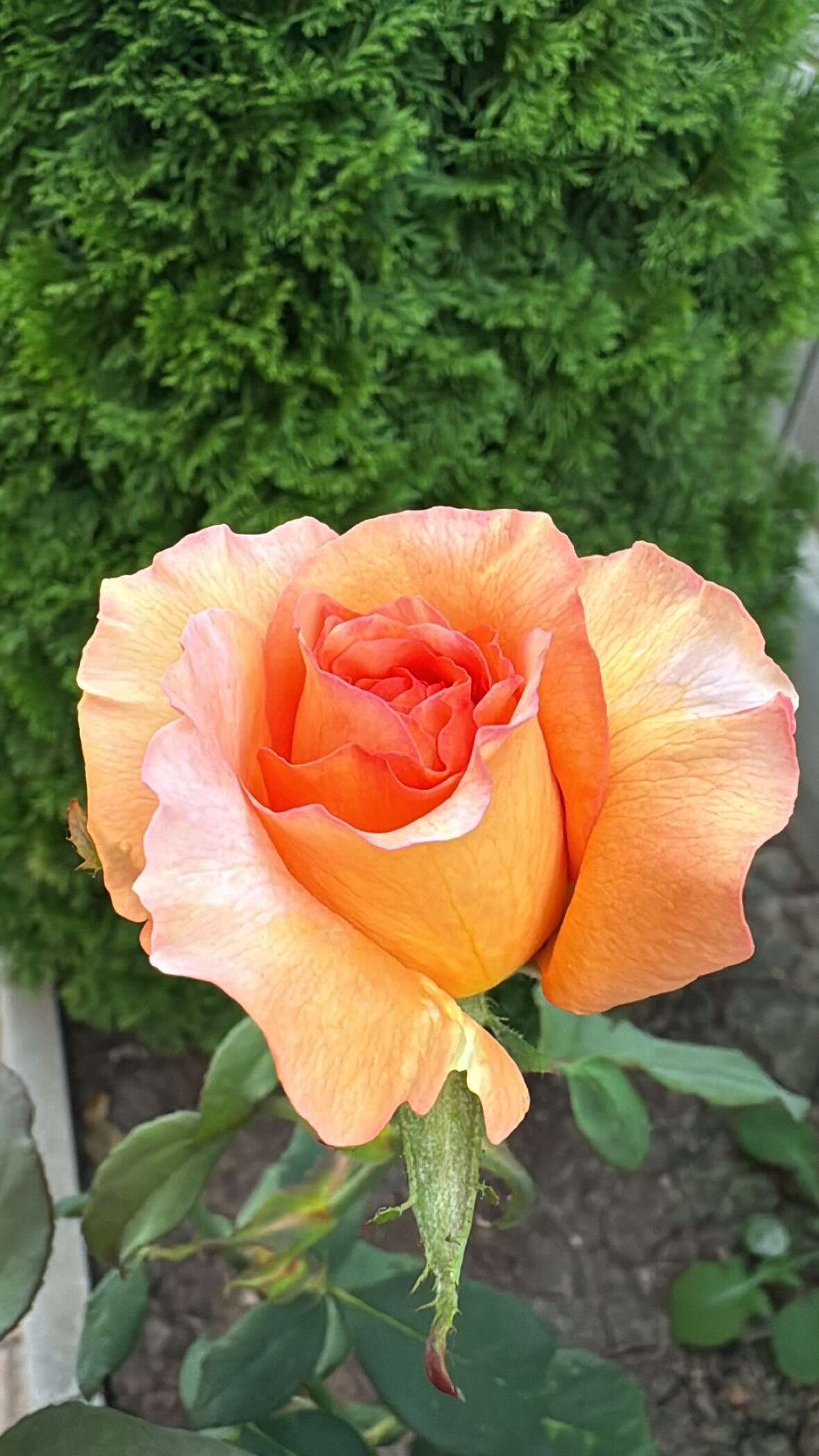 Фото Калипсо