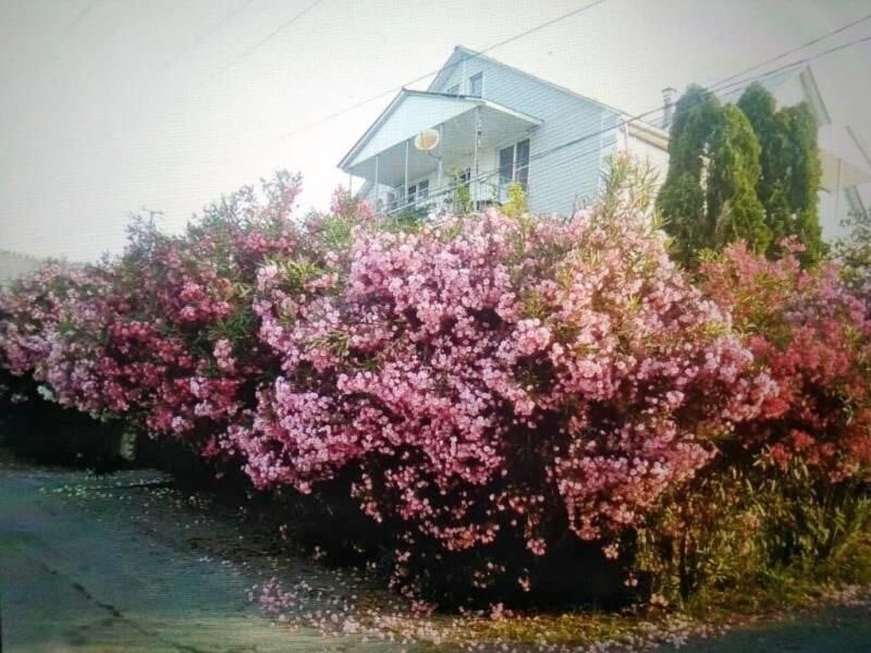 Фото Олеандр