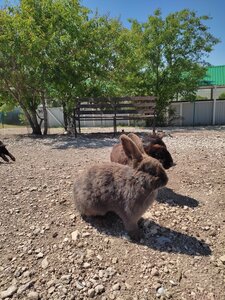 Rabbitpark 2 (Autonomous Republic of Crimea, Bakhchisarayskiy rayon, Kuybyshevskiy poselkovy sovet), zoo