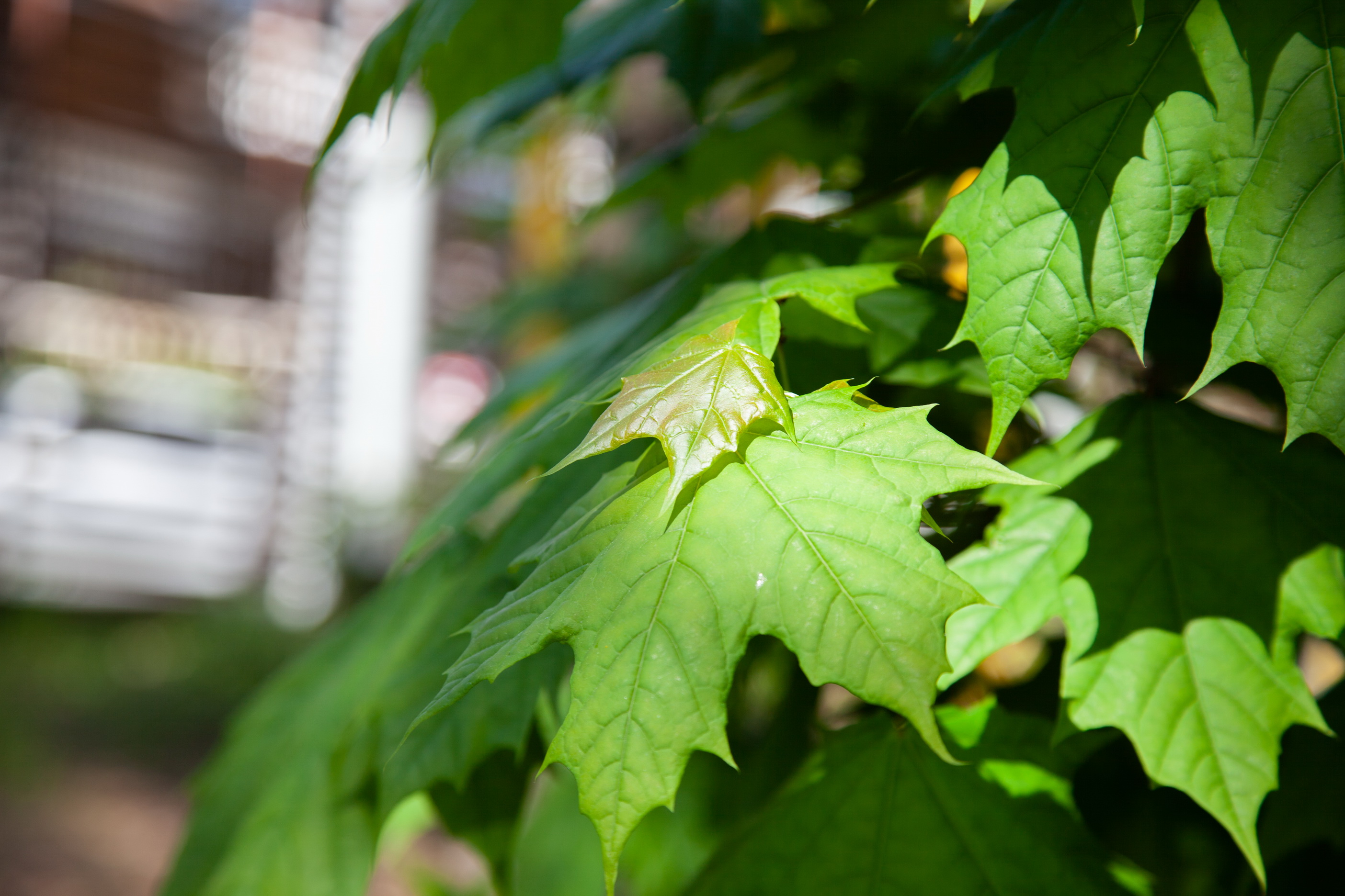 Фото Белый Снег