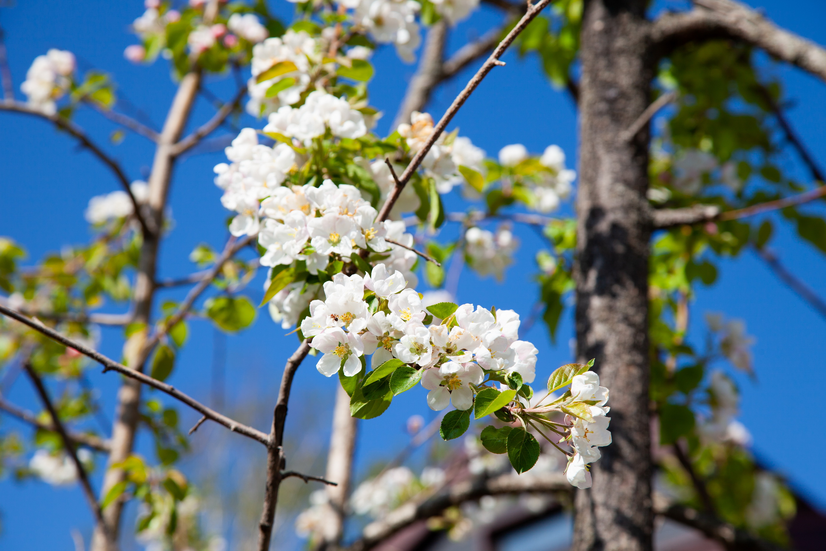 Фото Белый Снег