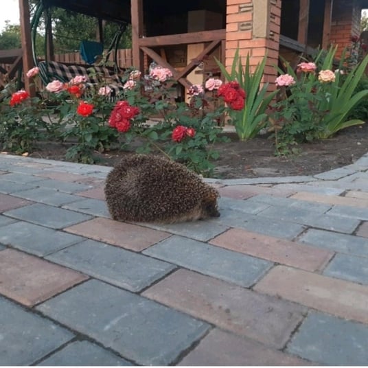 Фото Зеленая усадьба