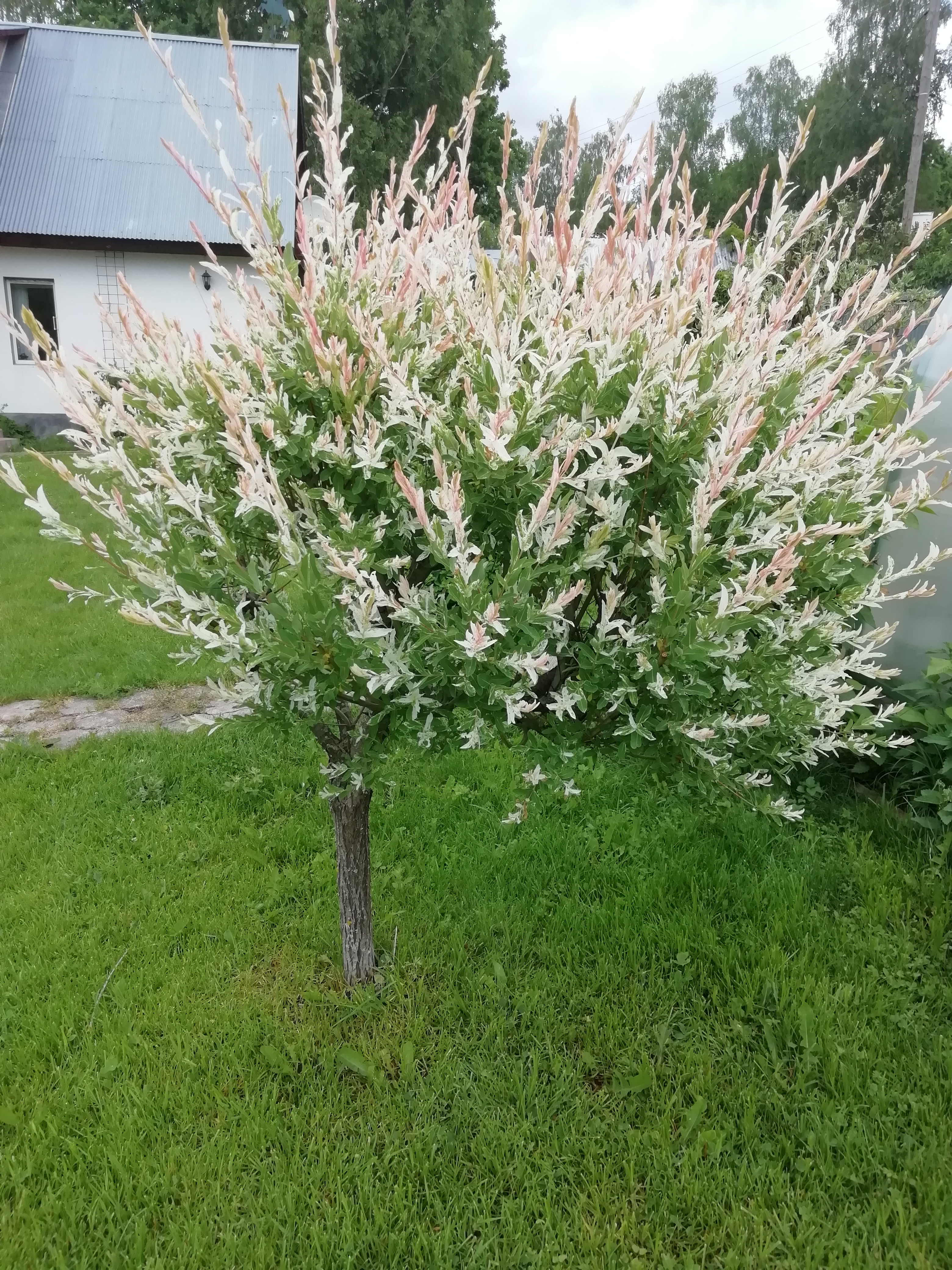 Фото Залесье