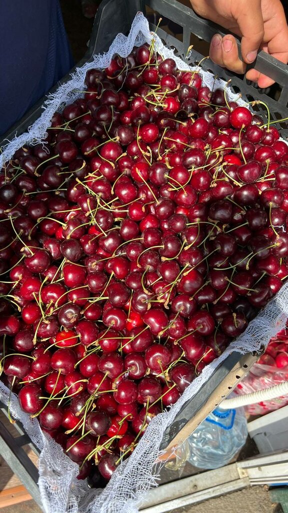 Farmers' market Eniseyskiy privoz, Krasnoyarsk, photo