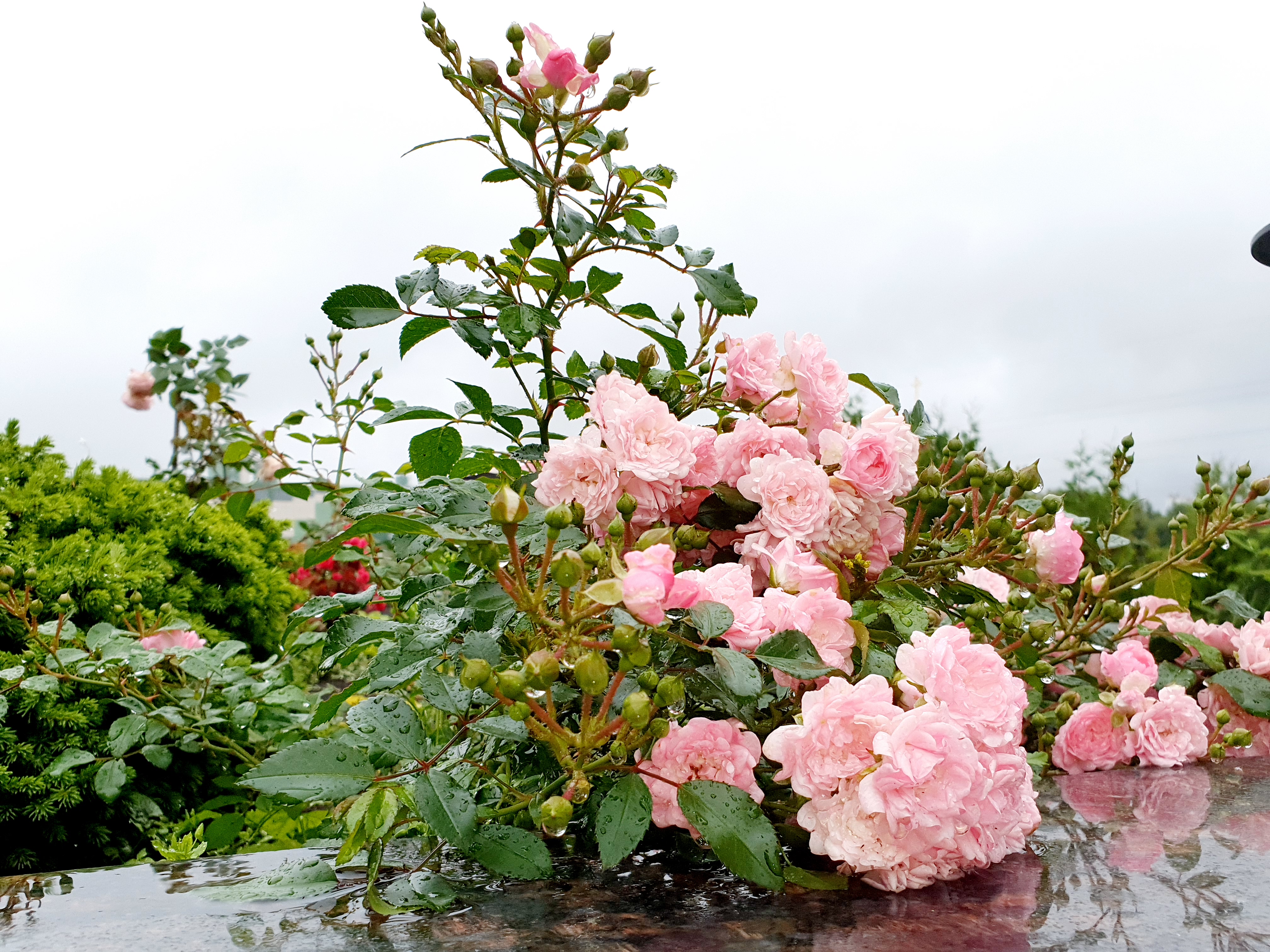 Фото Ярославское подворье