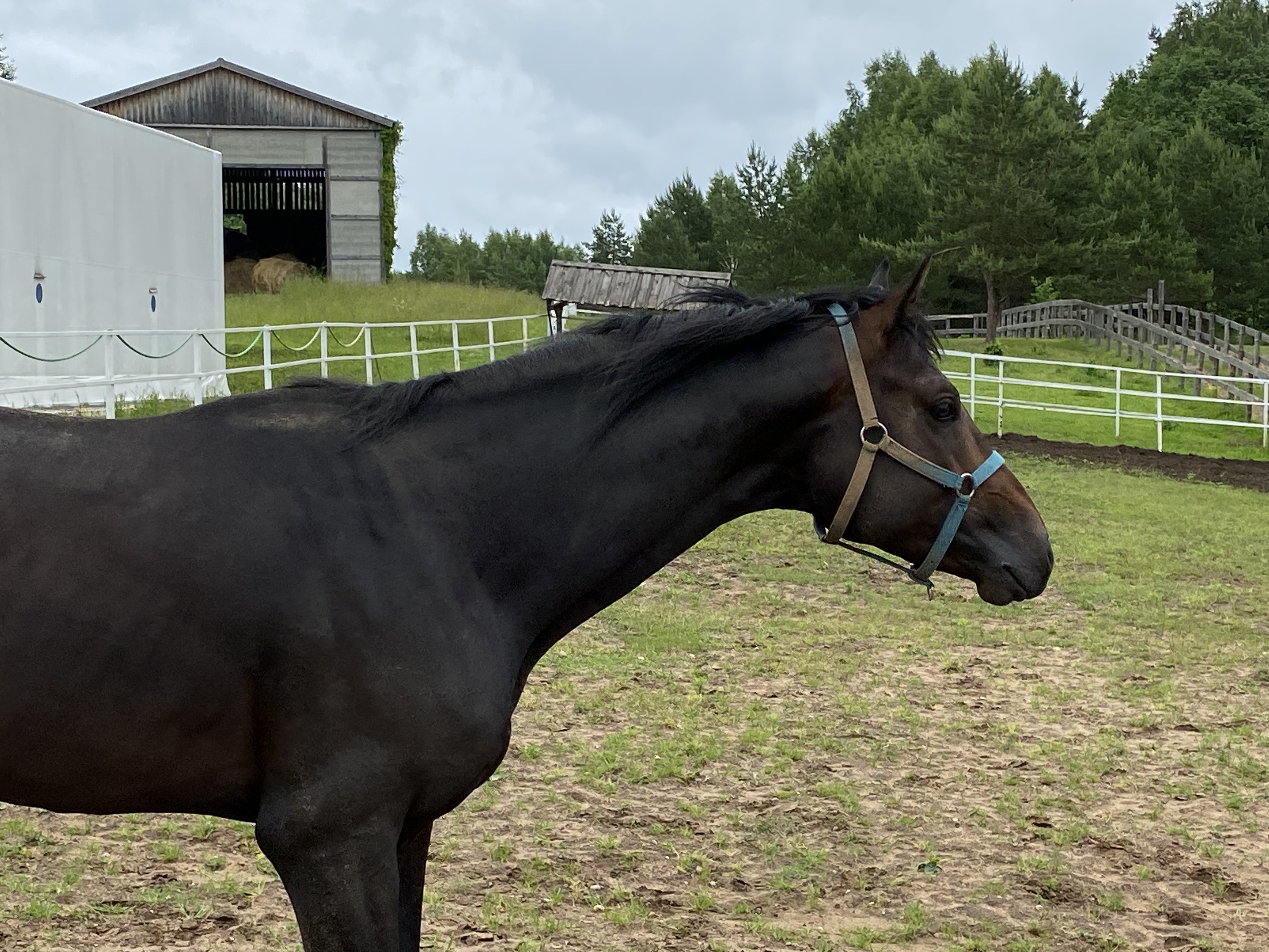 Фото Конный Двор