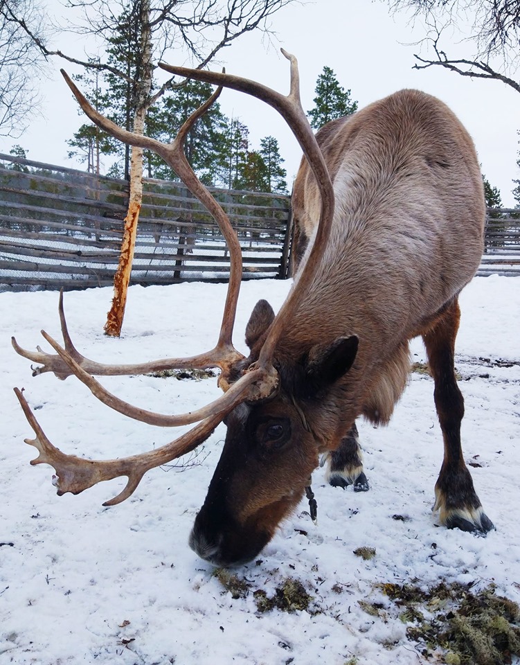 Фото Aurora Барнхаус