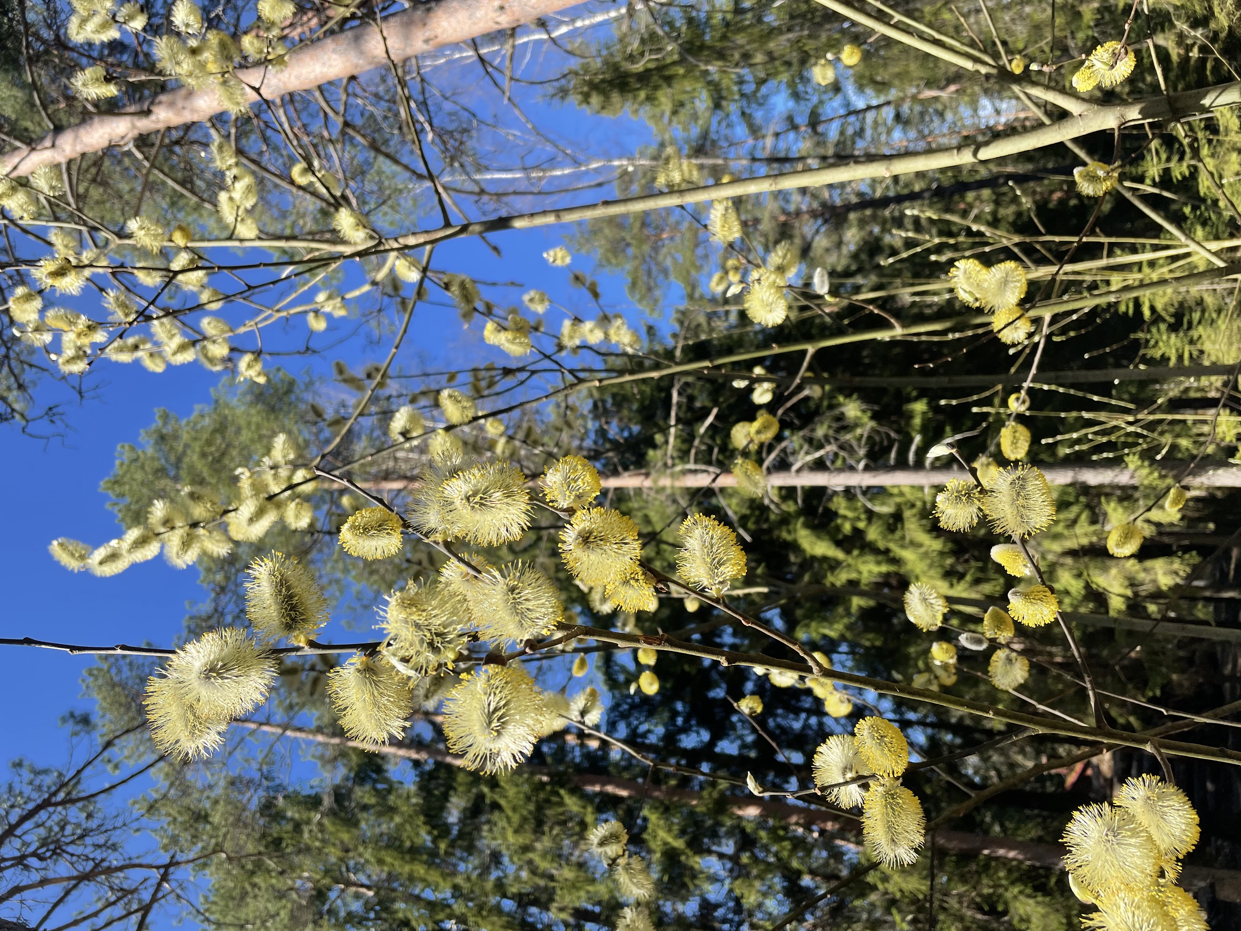 Фото Пансионат Северное сияние