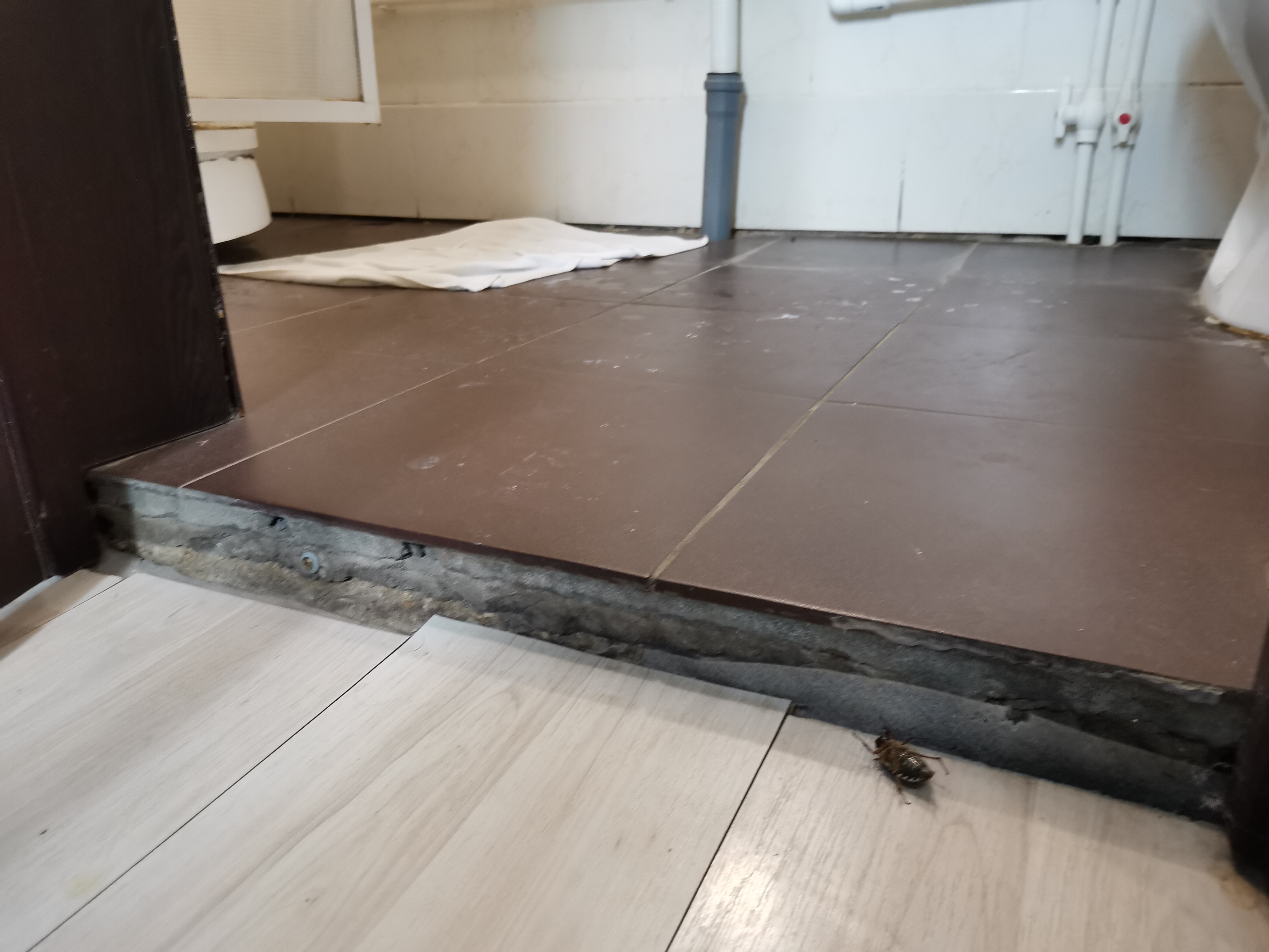 Фото Базилик