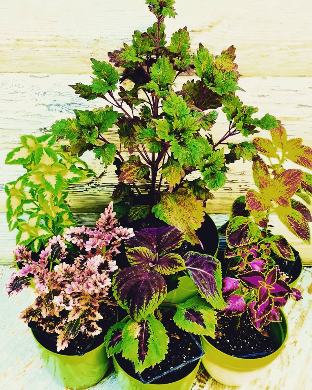 Фото Анахата