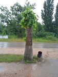 Курджипская – Центр (Republic of Adygea, Maykopsky District, Krasnooktyabrskoye selskoye poseleniye, stanitsa Kurdzhipskaya, ulitsa Lenina), parada de transporte público