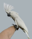 Bestparrot (Tsentralnaya Street, 88) ، مربي الحيوانات