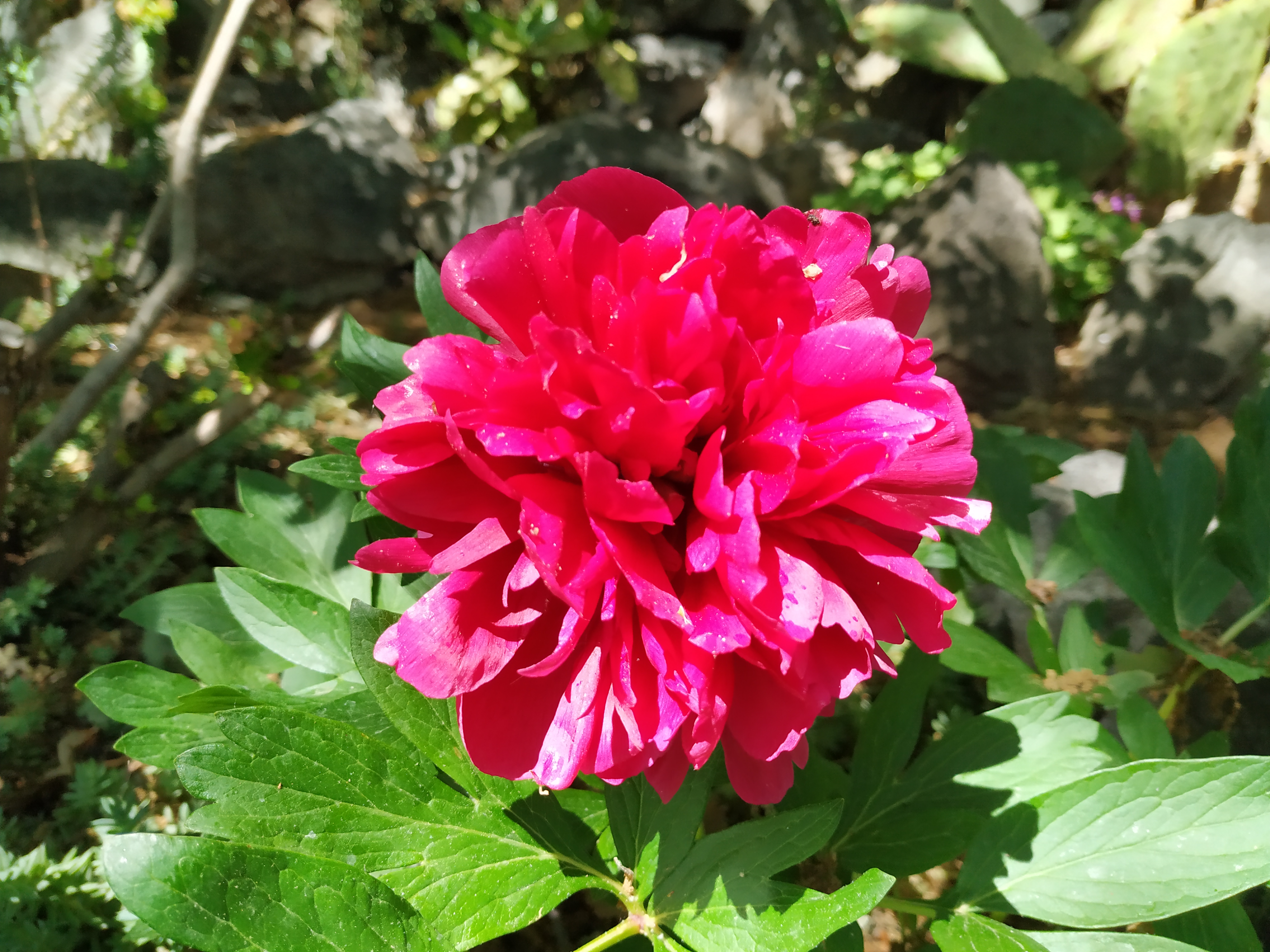 Фото Дача Фисташка