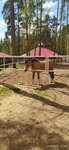 Комарово (ул. Отдыха, 4, посёлок Комарово), конный клуб в Санкт‑Петербурге